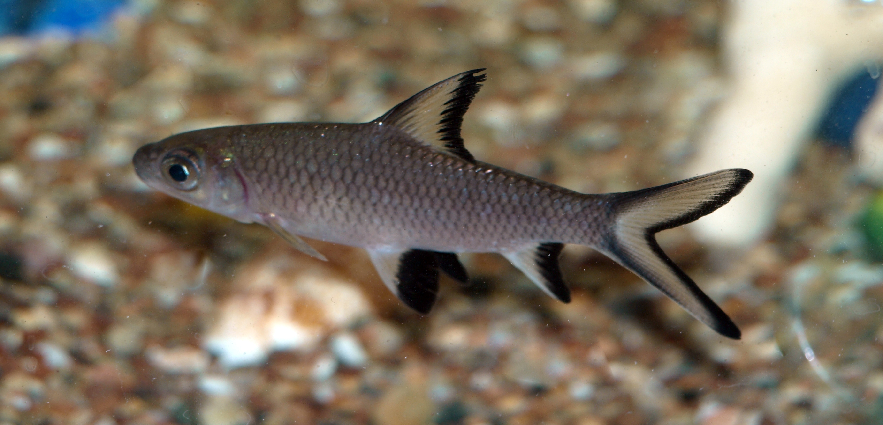 What are the worst aquarium fish for beginners?