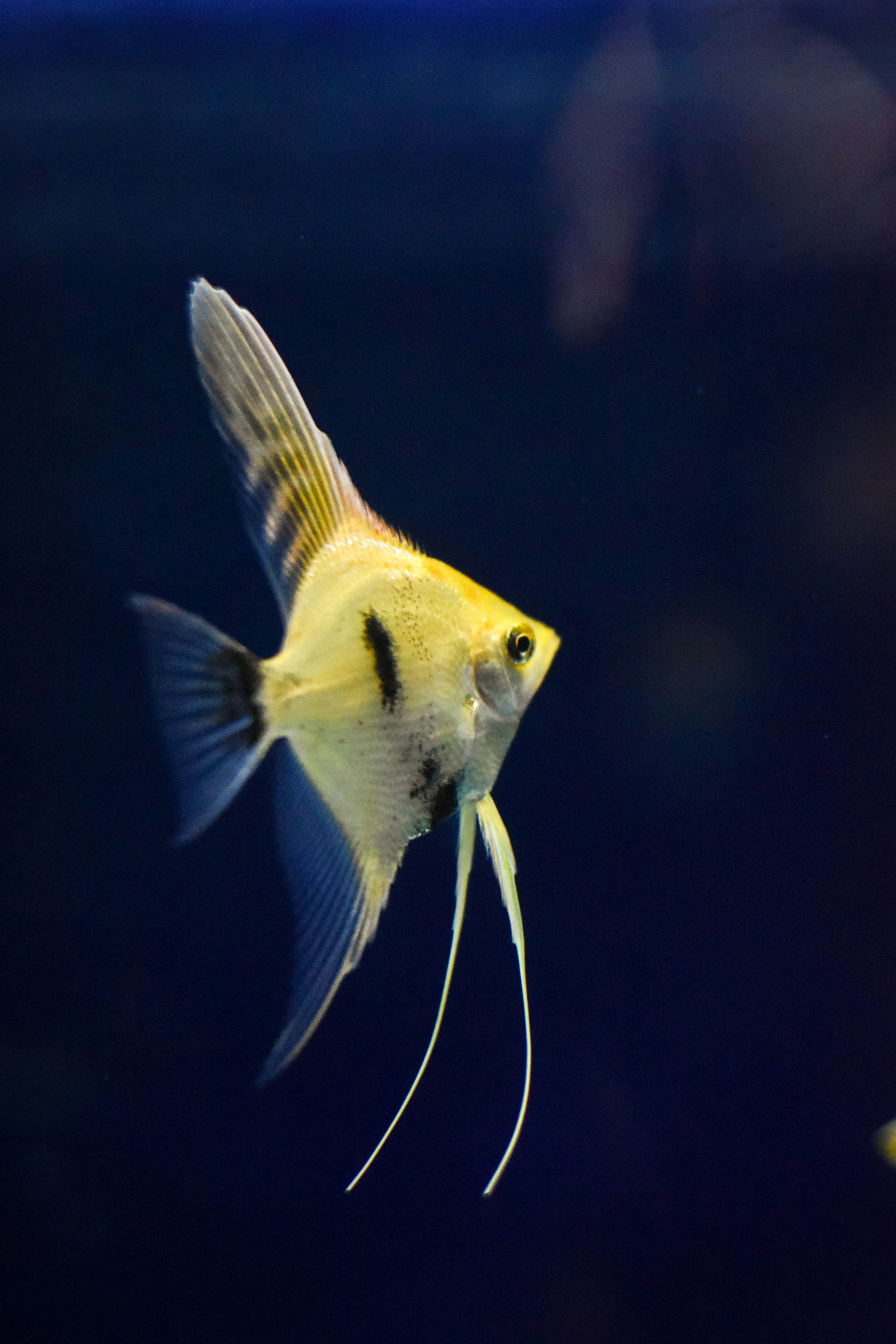 Freshwater angelfish swimming in an aquarium