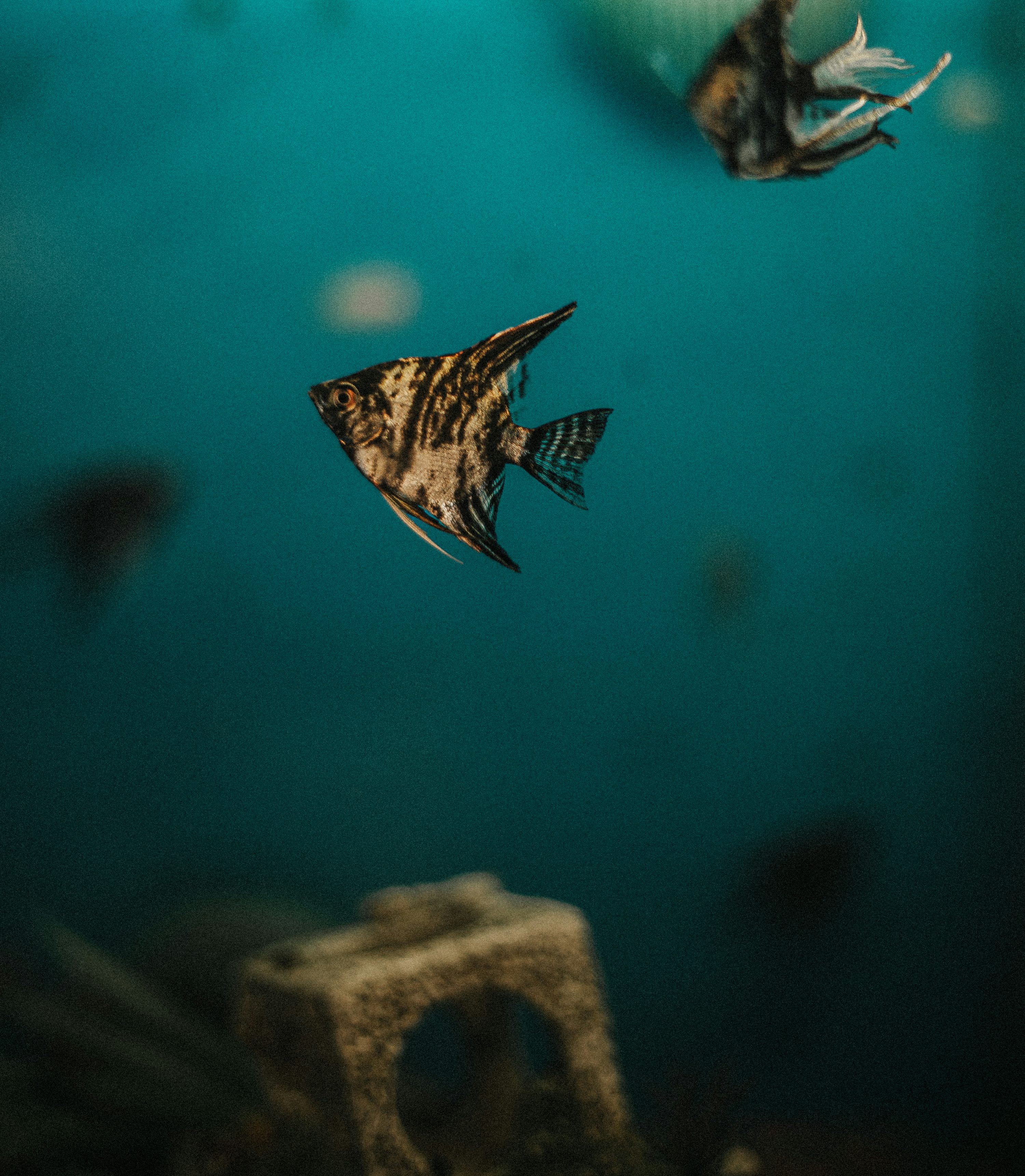 Silver angelfish in profile inside an aquarium