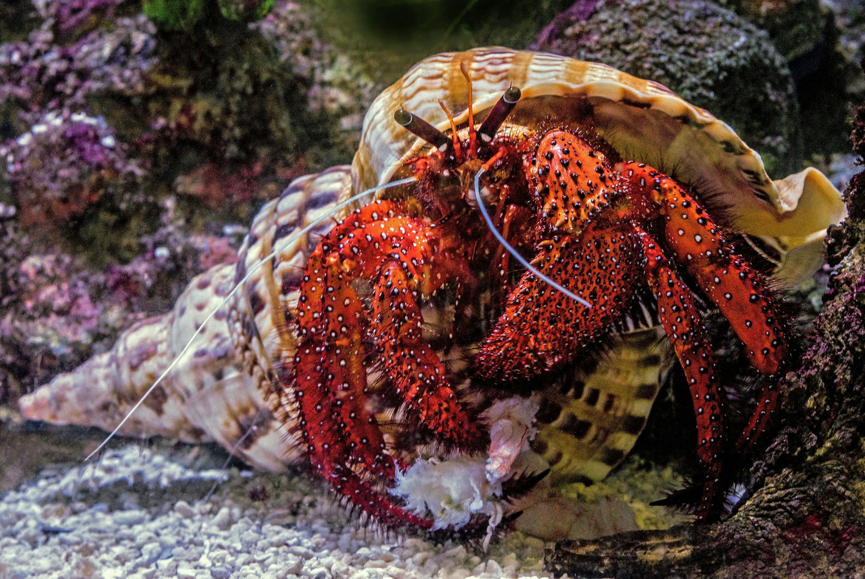 What is the biggest cleanup crew mistake in a reef tank?