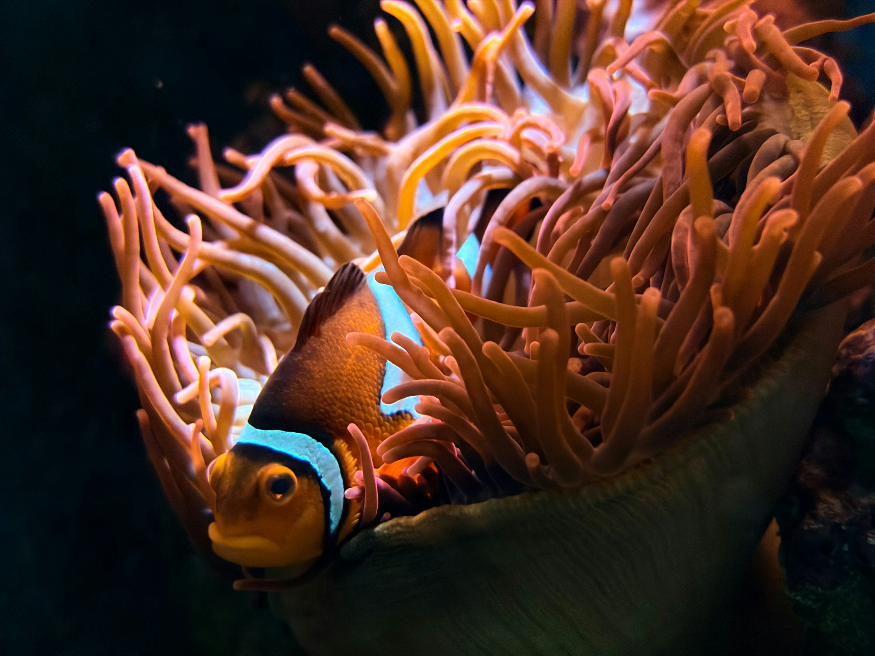 Ocellaris clownfish in a reef aquarium