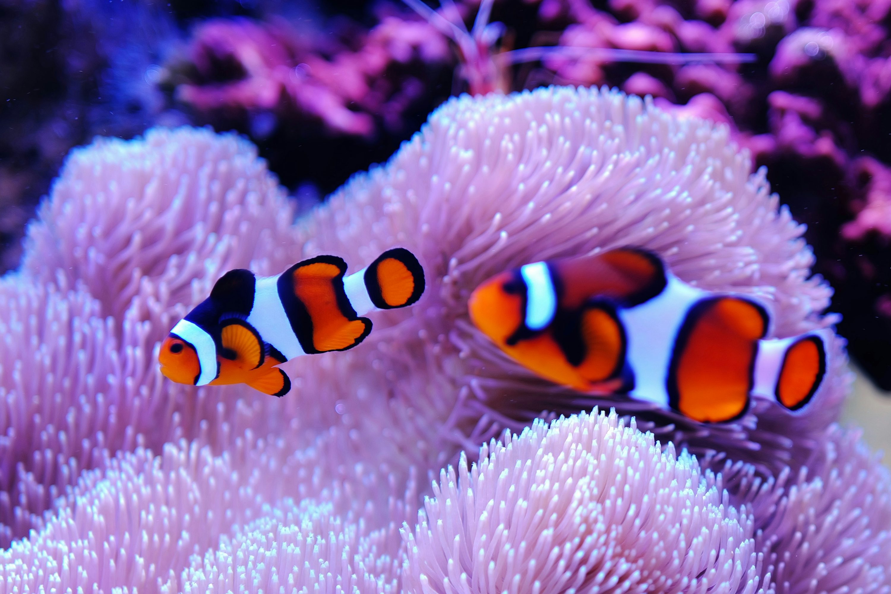 What are the best beginner saltwater fish for a new reef tank?