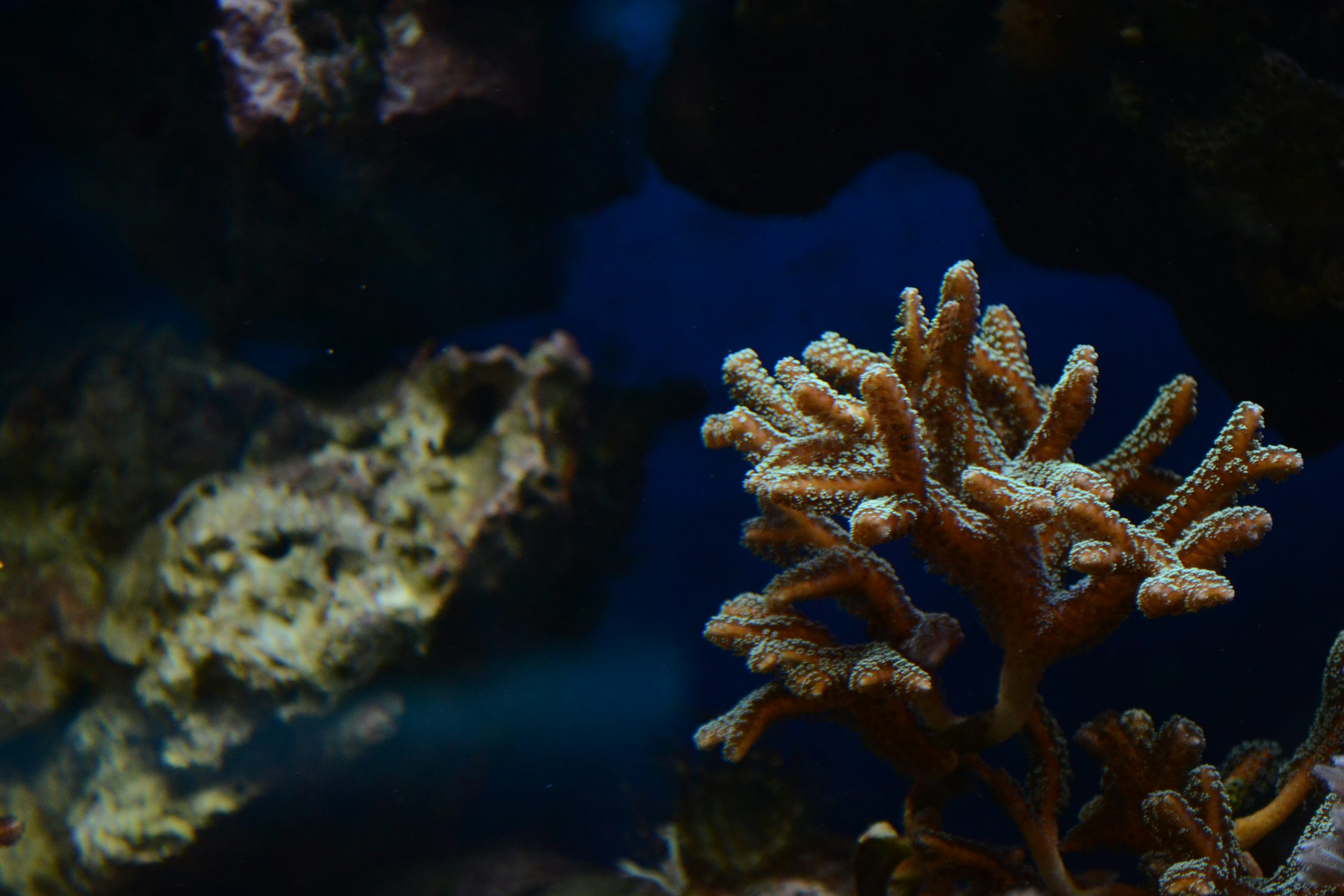 Zoanthid coral colony in a reef aquarium