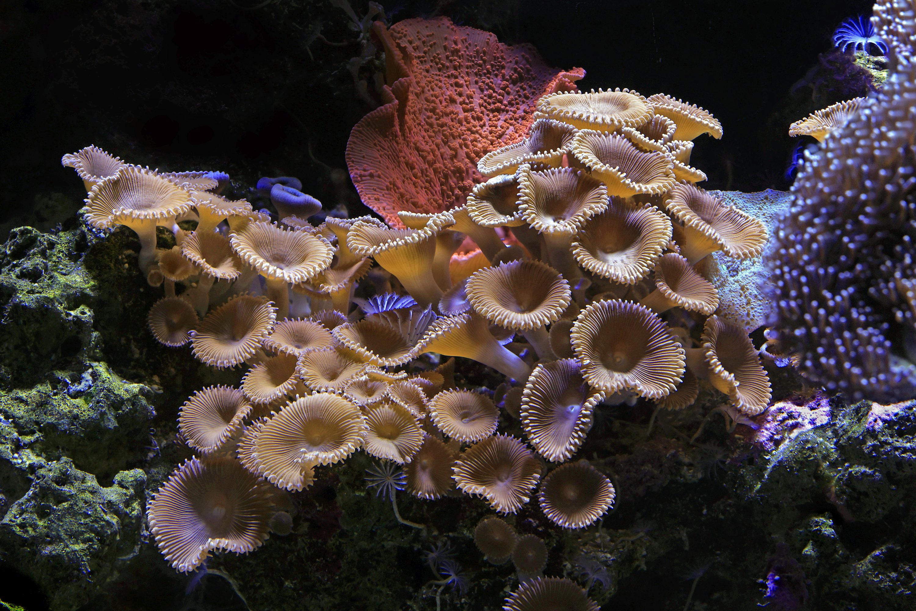 What are the best beginner corals for a first reef tank?