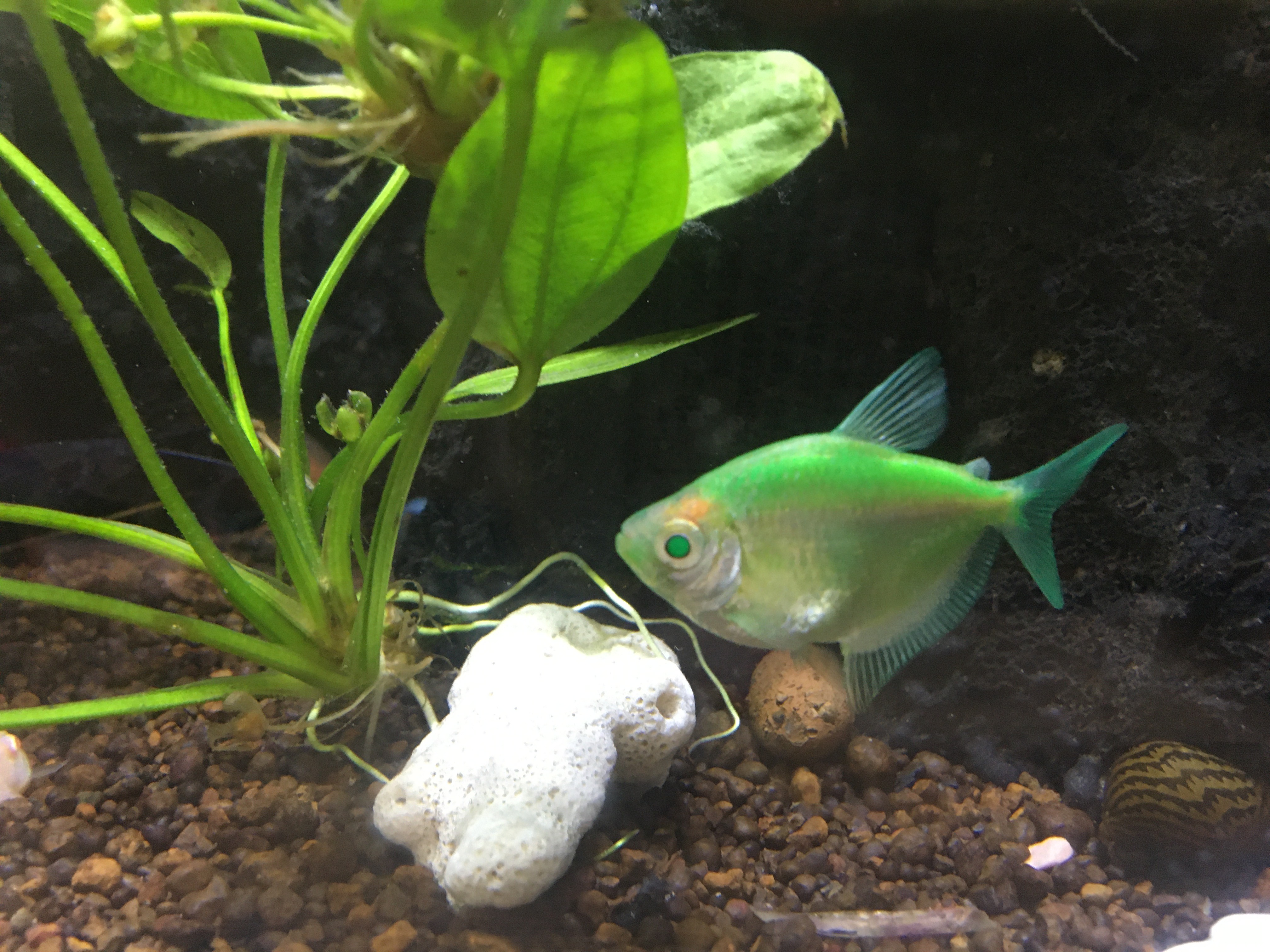 Electric green GloFish skirt tetra in an aquarium