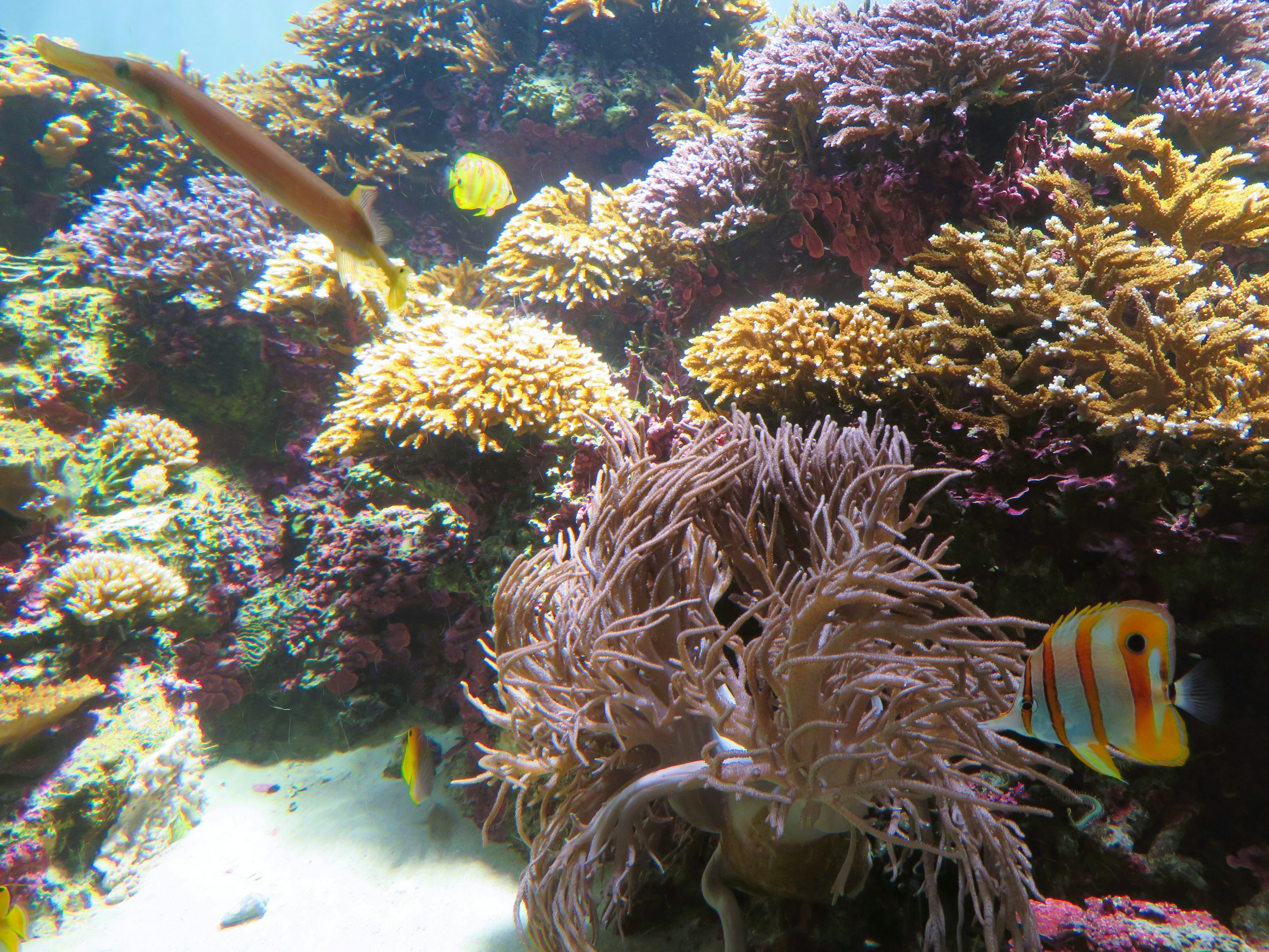 Turbo snail on reef rock
