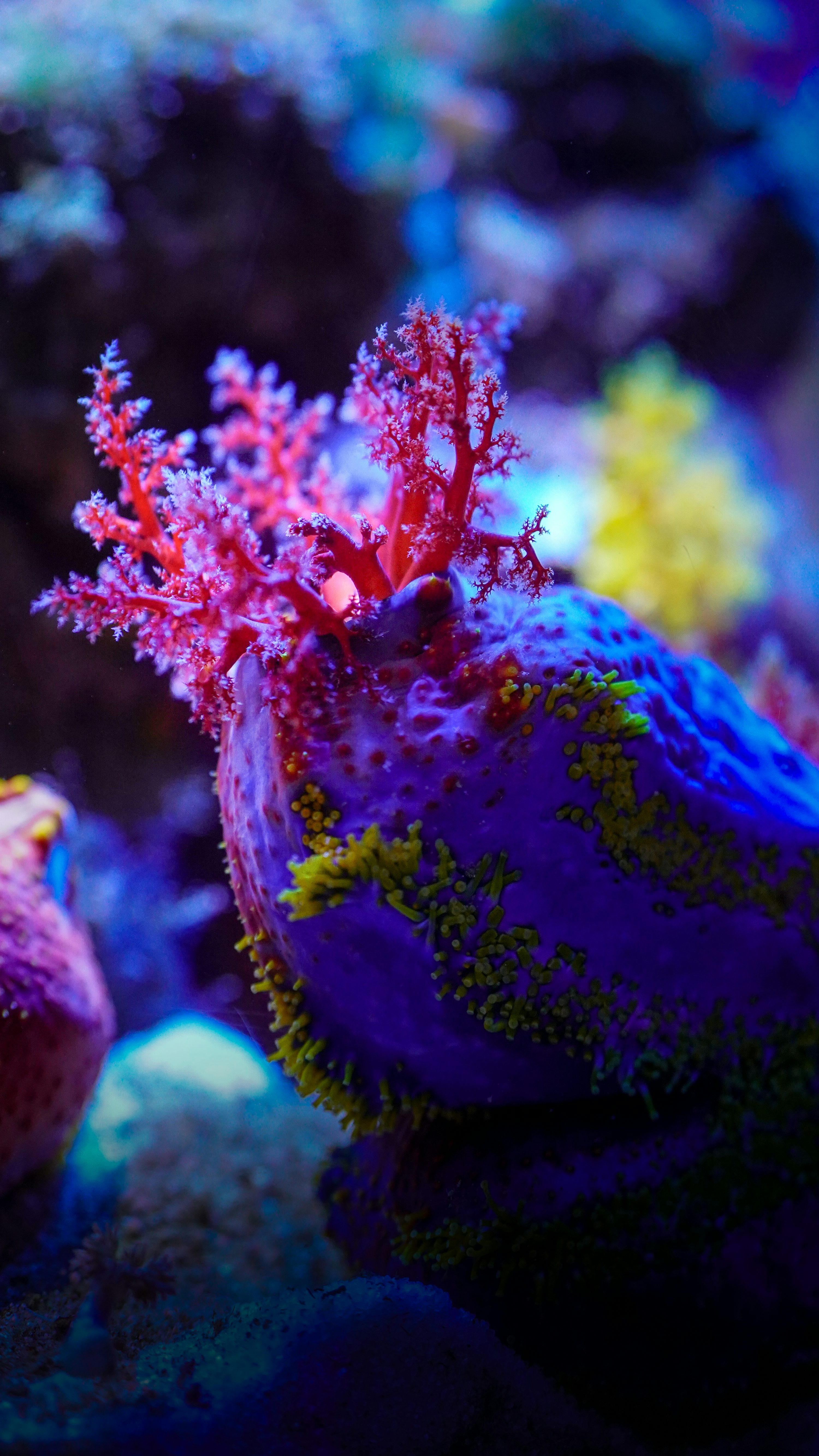 Blue leg hermit crab on substrate