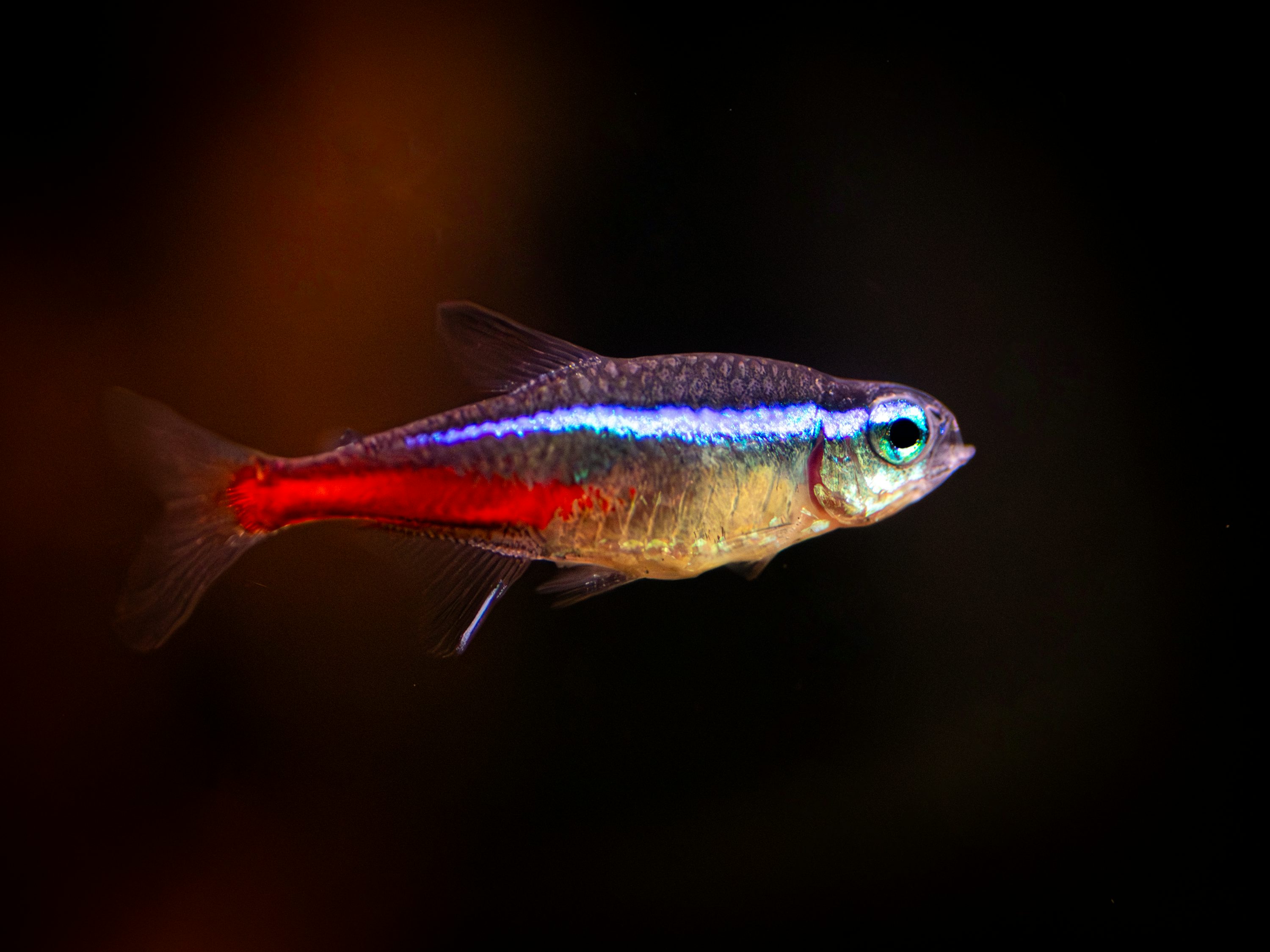 Red wag platy