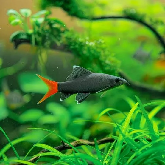 Bala shark in an aquarium